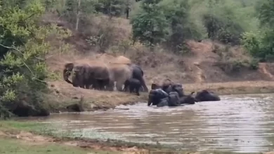 कटघोरा में हाथियों का जलक्रीड़ा करते दिखा अद्भुत नजारा, 13 हाथियों ने तालाब में मचाई मस्ती