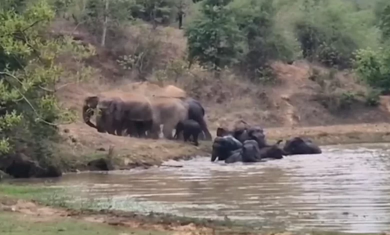 कटघोरा में हाथियों का जलक्रीड़ा करते दिखा अद्भुत नजारा, 13 हाथियों ने तालाब में मचाई मस्ती