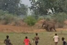 पटाखे और पत्थरबाजी से बिगड़ा माहौल, हाथी शावक हुए प्रभावित