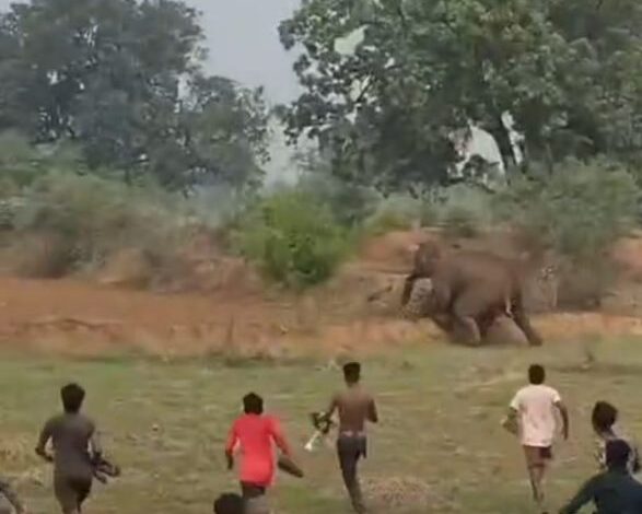 पटाखे और पत्थरबाजी से बिगड़ा माहौल, हाथी शावक हुए प्रभावित