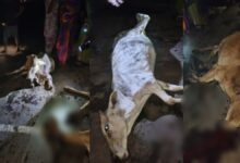 तेज रफ्तार डंपर ने गायों को रौंदा, चार की मौत, तीन गंभीर घायल