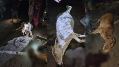 तेज रफ्तार डंपर ने गायों को रौंदा, चार की मौत, तीन गंभीर घायल