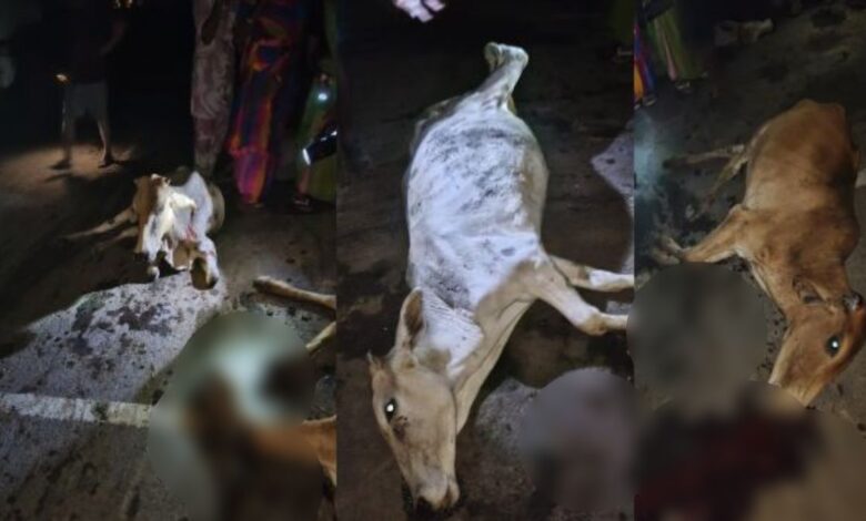 तेज रफ्तार डंपर ने गायों को रौंदा, चार की मौत, तीन गंभीर घायल तेज रफ्तार डंपर ने गायों को रौंदा, चार की मौत, तीन गंभीर घायल