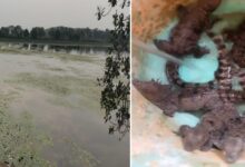 तालाब के पास मिले मगरमच्छ के 6 बच्चे, मची हड़कंप
