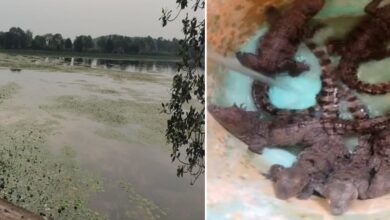 तालाब के पास मिले मगरमच्छ के 6 बच्चे, मची हड़कंप