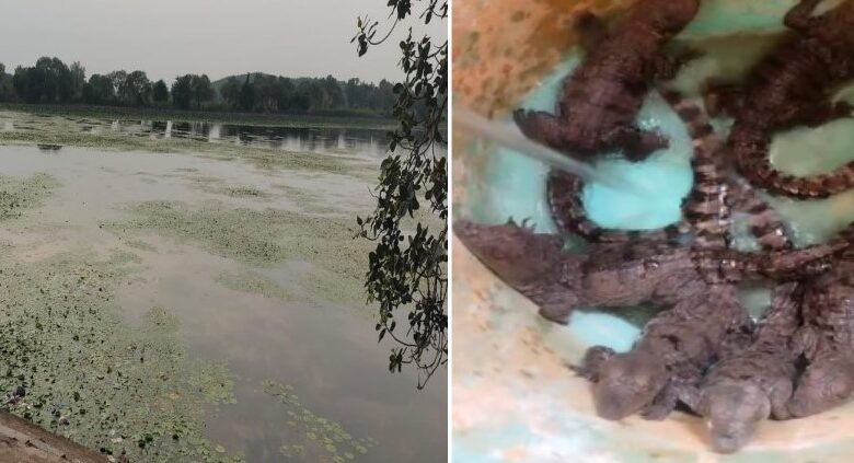 तालाब के पास मिले मगरमच्छ के 6 बच्चे, मची हड़कंप