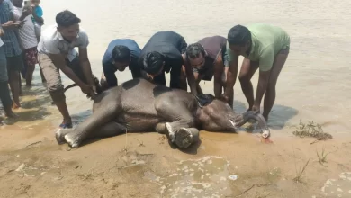 नदी में डूबने से हाथी शावक की मौत नदी में डूबने से हाथी शावक की मौत