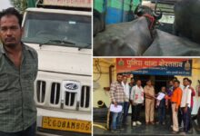भैंसों से भरी पिकअप मामले में नया मोड़