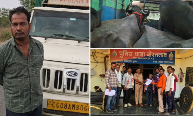 भैंसों से भरी पिकअप मामले में नया मोड़ भैंसों से भरी पिकअप मामले में नया मोड़