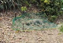 लोरमी वन परिक्षेत्र में तेंदुए का शव मिला