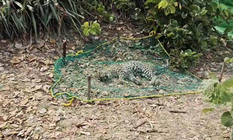 लोरमी वन परिक्षेत्र में तेंदुए का शव मिला लोरमी वन परिक्षेत्र में तेंदुए का शव मिला