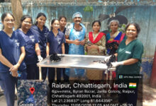 छत्तीसगढ़ के पशु चिकित्सालय में दुर्लभ सिजेरियन ऑपरेशन, तीन स्वस्थ मेमनों का जन्म