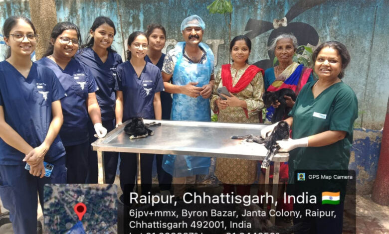 छत्तीसगढ़ के पशु चिकित्सालय में दुर्लभ सिजेरियन ऑपरेशन, तीन स्वस्थ मेमनों का जन्म