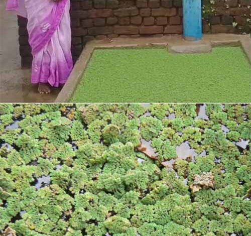 तालाबों और जलाशयों में उगने वाली अजोला बनी आजीविका और प्राकृतिक खेती का आधार 