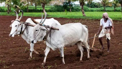 प्रदेश में मानसून के दस्तक के साथ ही खेती-किसानी में तेजी, 6.25 लाख हेक्टेयर क्षेत्र में लक्ष्य का 13 प्रतिशत बोनी पूर्ण