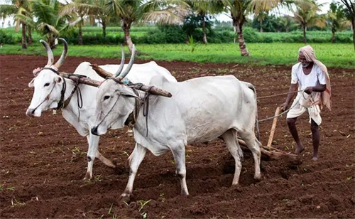 प्रदेश में मानसून के दस्तक के साथ ही खेती-किसानी में तेजी, 6.25 लाख हेक्टेयर क्षेत्र में लक्ष्य का 13 प्रतिशत बोनी पूर्ण प्रदेश में मानसून के दस्तक के साथ ही खेती-किसानी में तेजी, 6.25 लाख हेक्टेयर क्षेत्र में लक्ष्य का 13 प्रतिशत बोनी पूर्ण
