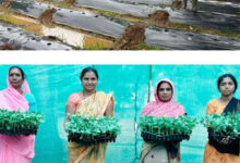 केरेमुड़ा में किसानों को दी गई ग्राफ्टेड टमाटर और बैंगन की वैज्ञानिक खेती की कमान