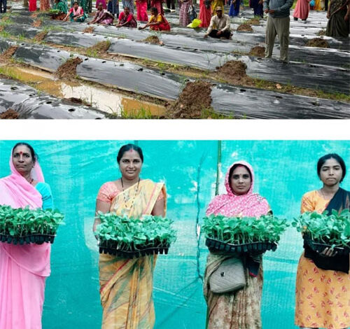 केरेमुड़ा में किसानों को दी गई ग्राफ्टेड टमाटर और बैंगन की वैज्ञानिक खेती की कमान