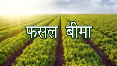 31 जुलाई तक कराएं बागवानी फसलों का बीमा, प्राकृतिक जोखिमों से मिलेगी आर्थिक सुरक्षा 31 जुलाई तक कराएं बागवानी फसलों का बीमा, प्राकृतिक जोखिमों से मिलेगी आर्थिक सुरक्षा