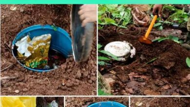 नक्सली डंप से बड़ी मात्रा में विस्फोटक, कारतूस बरामद नक्सली डंप से बड़ी मात्रा में विस्फोटक, कारतूस बरामद