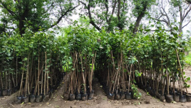 हरित क्रांति की ओर बड़ा कदम : उद्योगों को 8,950 पीपल के पौधे लगाने की जिम्मेदारी