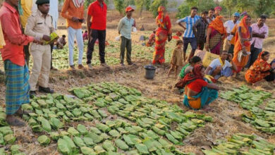 सुकमा के 42 हजार तेंदूपत्ता संग्राहकों के बैंक खातों में की गई 40.72 करोड़ अंतरित