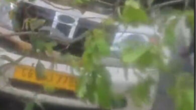 चलती पिकअप वाहन पर गिरा विशाल पेड़, बाल-बाल बचा चालक चलती पिकअप वाहन पर गिरा विशाल पेड़, बाल-बाल बचा चालक