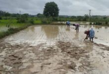 खेती-किसानी ने पकड़ी गति, राज्य में 20.14 लाख हेक्टेयर में धान, कोदो, कुटकी, रागी, तिल, मूंगफली सहित विभिन्न फसलों की बोनी