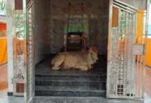 नव निर्मित शिव मंदिर प्राण प्रतिष्ठा में पहुंचा नंदी, श्रद्धालुओं में उत्साह