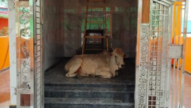 नव निर्मित शिव मंदिर प्राण प्रतिष्ठा में पहुंचा नंदी, श्रद्धालुओं में उत्साह