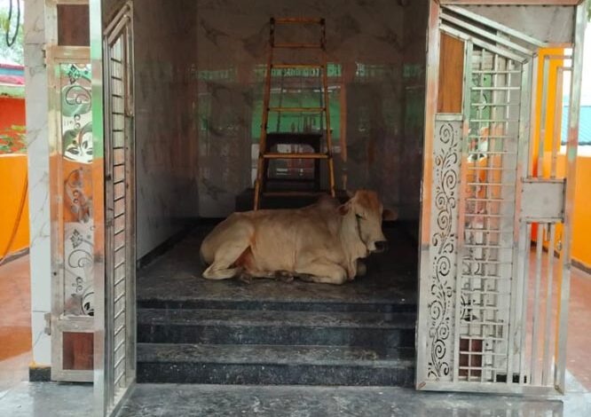 नव निर्मित शिव मंदिर प्राण प्रतिष्ठा में पहुंचा नंदी, श्रद्धालुओं में उत्साह
