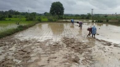 खेती-किसानी ने पकड़ी गति, राज्य में 20.14 लाख हेक्टेयर में धान, कोदो, कुटकी, रागी, तिल, मूंगफली सहित विभिन्न फसलों की बोनी खेती-किसानी ने पकड़ी गति, राज्य में 20.14 लाख हेक्टेयर में धान, कोदो, कुटकी, रागी, तिल, मूंगफली सहित विभिन्न फसलों की बोनी