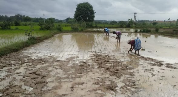 खेती-किसानी ने पकड़ी गति, राज्य में 20.14 लाख हेक्टेयर में धान, कोदो, कुटकी, रागी, तिल, मूंगफली सहित विभिन्न फसलों की बोनी