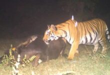जहां बाघों का शिकार हुआ, वहां के ट्रैप कैमरों का दो महीनों का डेटा डिलीट कर दिया गया