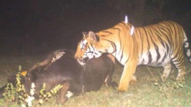 जहां बाघों का शिकार हुआ, वहां के ट्रैप कैमरों का दो महीनों का डेटा डिलीट कर दिया गया जहां बाघों का शिकार हुआ, वहां के ट्रैप कैमरों का दो महीनों का डेटा डिलीट कर दिया गया