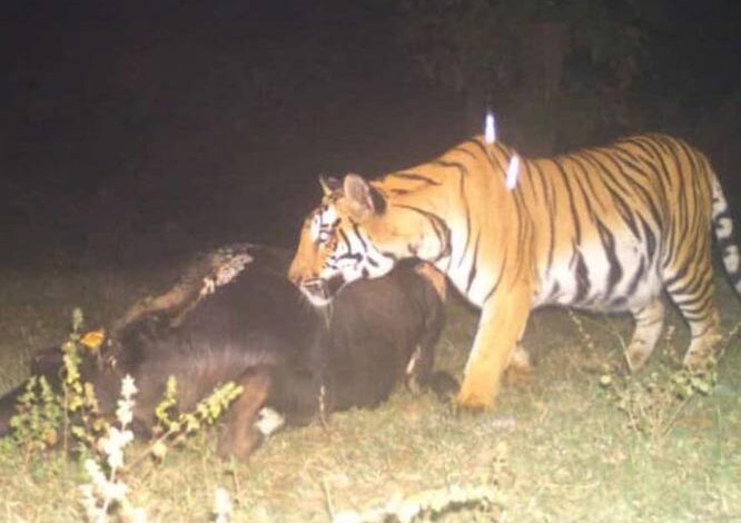 जहां बाघों का शिकार हुआ, वहां के ट्रैप कैमरों का दो महीनों का डेटा डिलीट कर दिया गया जहां बाघों का शिकार हुआ, वहां के ट्रैप कैमरों का दो महीनों का डेटा डिलीट कर दिया गया