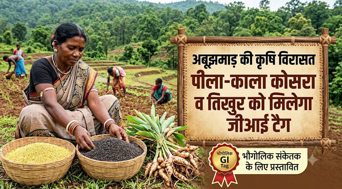 अबूझमाड़ की कृषि विरासत पीला-काला कोसरा व तिखुर को मिलेगा जीआई टैग 