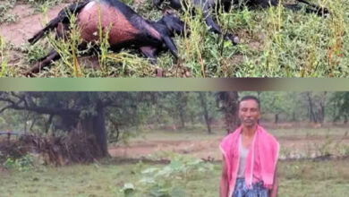 आकाशीय बिजली गिरने से 9 बकरियों की हुई मौत