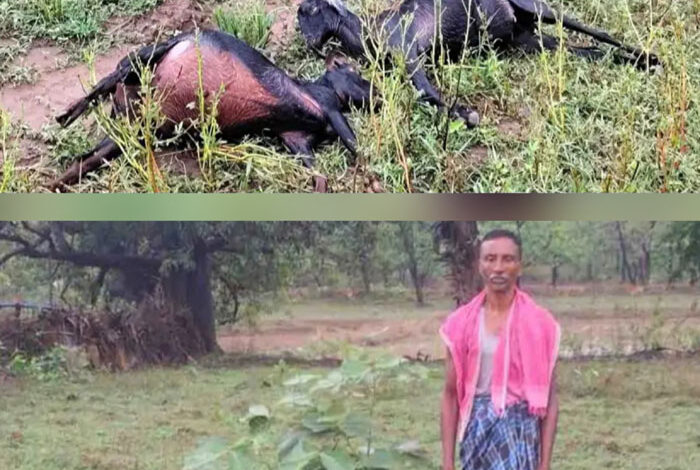 आकाशीय बिजली गिरने से 9 बकरियों की हुई मौत आकाशीय बिजली गिरने से 9 बकरियों की हुई मौत