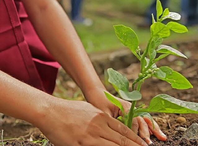 कल्पवृक्ष सोसाइटी में वृक्षारोपण कल