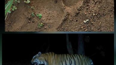 एक दशक बाद कुरंदी में मिले बाघ के पंजे के निशान वन विभाग ने जारी किया अलर्ट एक दशक बाद कुरंदी में मिले बाघ के पंजे के निशान वन विभाग ने जारी किया अलर्ट