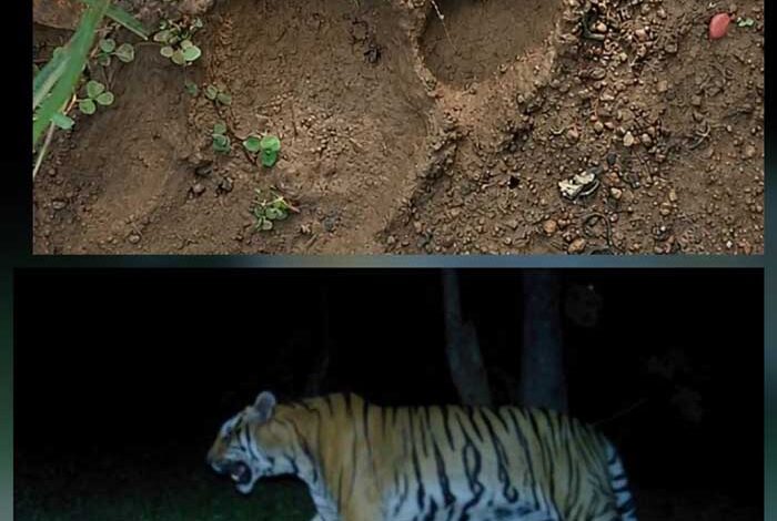एक दशक बाद कुरंदी में मिले बाघ के पंजे के निशान वन विभाग ने जारी किया अलर्ट