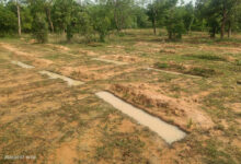 मानसून में तेज़ हुई वन संरक्षण गतिविधियाँ, जल संरक्षण से हरियाली और वन सुरक्षा को मिल रहा नया बल