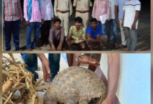 वन्य जीव पैंगोलिन के शिकार व तस्करी के तीन आरोपी गिरफ्तार 