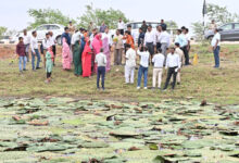 मखाना खेती बनेगी किसानों की नई आय का आधार : मंत्री नेताम