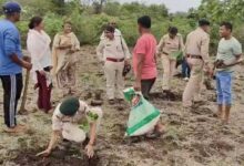 वन भूमि से तीसरी बार अवैध कब्जा हटाकर, किया गया पौधरोपण