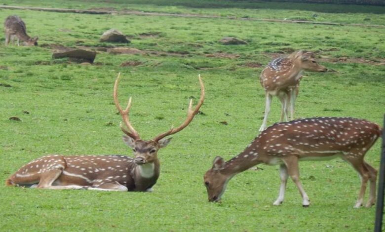 वन विभाग की बड़ी कार्रवाई, चीतल शिकार मामले में 7 गिरफ्तार वन विभाग की बड़ी कार्रवाई, चीतल शिकार मामले में 7 गिरफ्तार