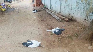 कोरबा में आकाशीय बिजली गिरने से 6 साइबेरियन पक्षियों की मौत