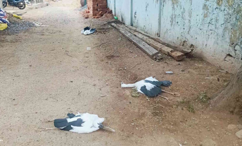 कोरबा में आकाशीय बिजली गिरने से 6 साइबेरियन पक्षियों की मौत
