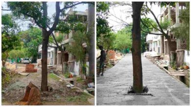 सड़क के बीच खड़ा रह गया आम का पेड़, निर्माण कार्य पर उठे सवाल